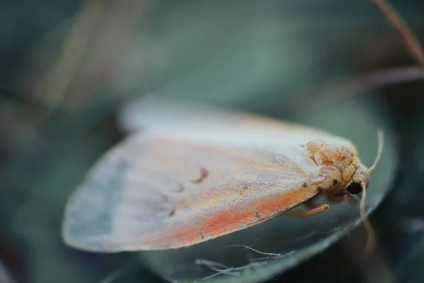 Papillon Nuit Papillon Animal Assis Sur Une Grande Feuille Photo — Photo