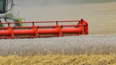 Buğday tarlasında hasat yapan hasatçıyı birleştirin. Tarım aracı çalışıyor