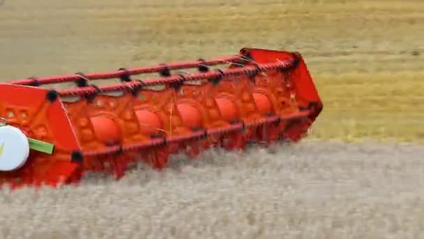 Combiner Récolte Des Récolteuses Champ Blé Fonctionnement Des Véhicules Agricoles — Video