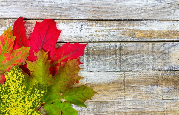 Bunte Herbstliche Ahornblätter Auf Hölzernem Dielengrund Kopierraum Für Text Oder — Stockfoto