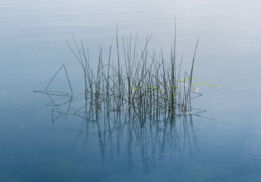 Close up of grass growing in lake during rain weather. Minimalism nature background