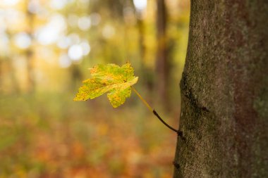 Ağaç gövdesinden sonbahar akçaağaç yaprağı büyüyen küçük bir dal. Doğa, yeni yaşam geçmişleri
