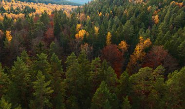 Renkli sonbahar, karışık orman ve Çek manzarasına hava manzarası