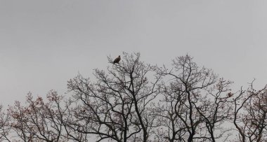 Altın kartal, su chrysaetos kuşu, karanlık bulutlu gökyüzü ile çıplak ağaç tepesinde oturuyor. Çek vahşi hayvan geçmişi