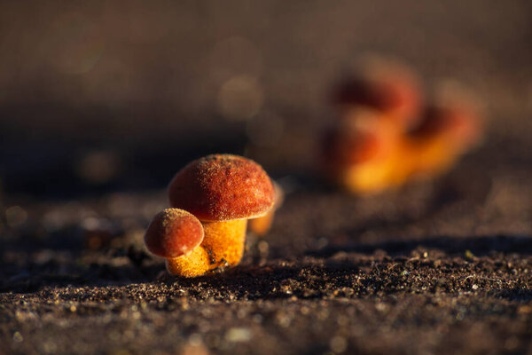 Velvet shank, flammulina velutipes mushroom growing on stump. Winter edible mushroom background