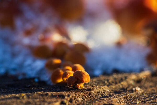 Group of small Velvet shank, flammulina velutipes mushroom growing near snow. Winter edible mushroom background