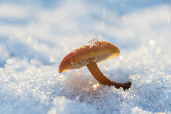 Velvet shank, flammulina velutipes mushroom growing from snow. Winter edible mushroom background