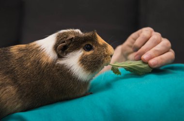 Kadın oturma odasındaki kanepede yatarken kobayları kohlrabi yaprağıyla besliyor. Eğlenceli, evcil hayvanla ilgilen.