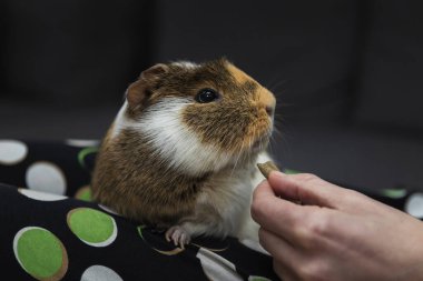 Kadın oturma odasındaki kanepede yatarken kobayları yemek tanklarıyla besliyor. Eğlenceli, evcil hayvanla ilgilen.
