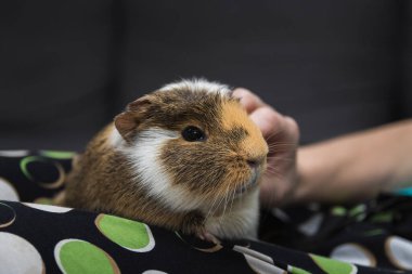 Kadın el hayvanı, oturma odasında kanepede yatarken kobay faresini tırmala. Evcil hayvanla eğlen