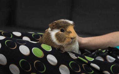 Oturma odasındaki kanepede uzanmış kobayları elle okşayan bir kadın. Evcil hayvanla eğlen