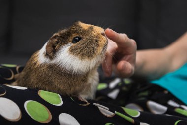 Oturma odasındaki kanepede uzanmış kobayları elle okşayan bir kadın. Evcil hayvanla eğlen