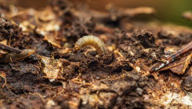 Macro photo of larvae soldier fly, stratiomyidea in tree trunk. Animal background