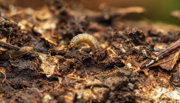 Larva asker sineğinin makro fotoğrafı, ağaç gövdesinde stratiyomim fikri. Hayvan arkaplanı