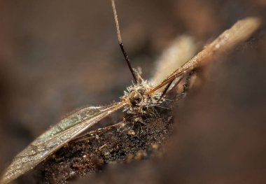 Ölü turna sineği, trichoceridae erynia mezarı mantarı ile saldırıya uğradı.