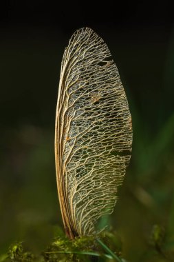 Çimenlerde kuru akçaağaç tohumu. Soyut basit doğa arkaplanı