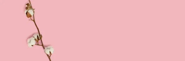 Banner with cotton branch on a pink pastel background. Minimal concept with copy space.