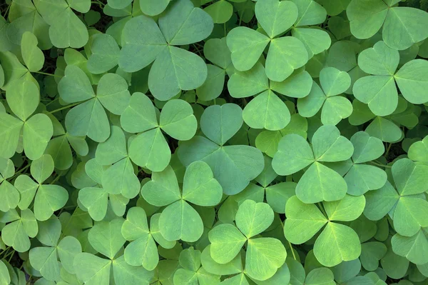 Oregon Madeira Sorrel — Fotografia de Stock