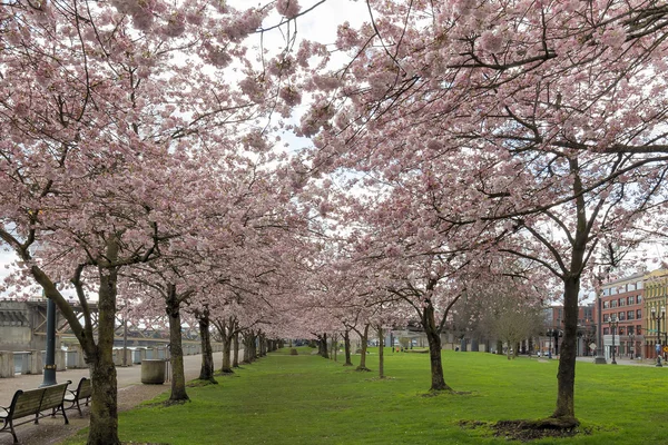 Kirschblütenbäume am Hafen von Portland — Stockfoto