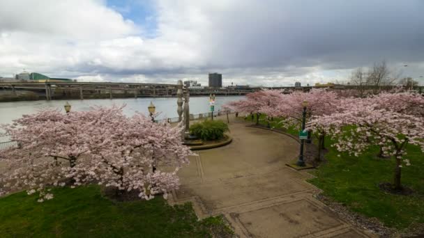 UHD 4k Time Lapse van bewegende wolken, mensen en snelweg verkeer in het centrum van Portland Oregon langs de Willamette rivier Waterfront park tijdens lente seizoen met Sakura Cherry Blossom bomen bloeien — Stockvideo