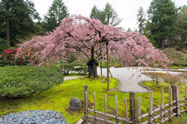 Le cerisier en fleur au printemps — Photo