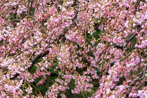 Árvore de flor de cerejeira em flor cheia — Fotografia de Stock