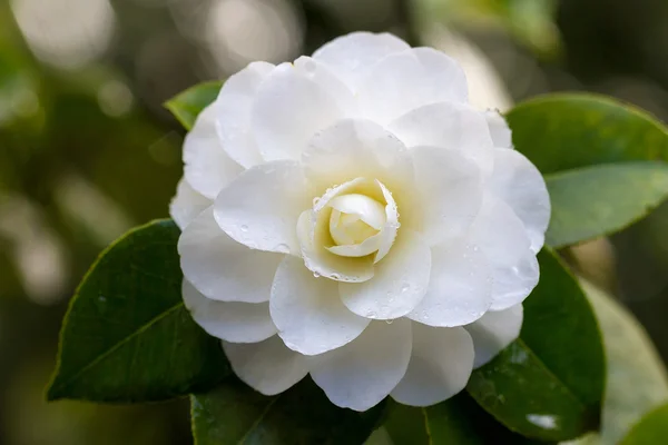 White Camellia Flower Macro — Stock Photo, Image