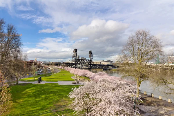 ウォーター フロント公園で桜の木 — ストック写真