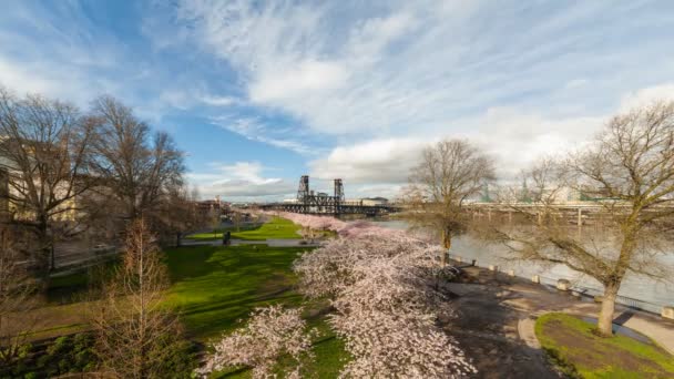 Tme lapse movie of foot traffic freeway traffic and white clouds over downtown city of Portland Oregon along Willamette River with Sakura Cherry Blossom Trees blooming one Spring day 4k Uhd — Stock Video