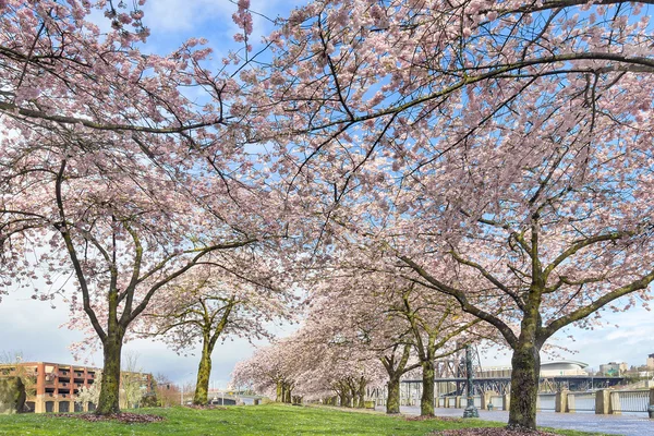 Reihen Kirschblütenbäume im Frühling — Stockfoto