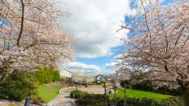 Časová prodleva bílé mraky a modrá obloha nad basketbalové hřiště a hřiště v Oregonu Happy Valley jednoho jarního dne s Cherry Blossom stromy kvetoucí 4k — Stock video