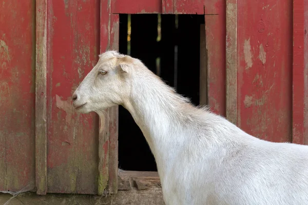 Goat by the Red Barn — Stock Photo, Image