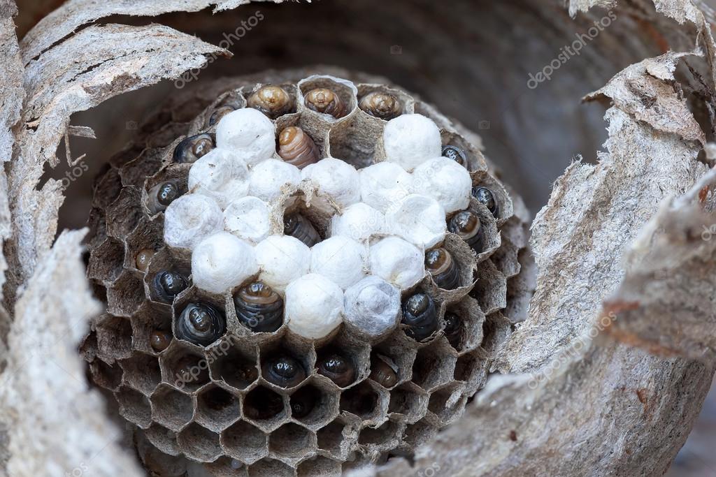 Inside of a Yellow Jacket Wasp Nest Macro — Stock Photo © jpldesigns