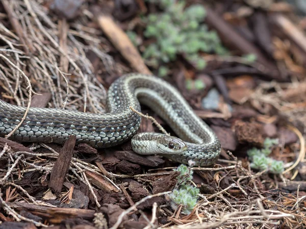 Noroeste de la Jarretera Serpiente Primer plano —  Fotos de Stock