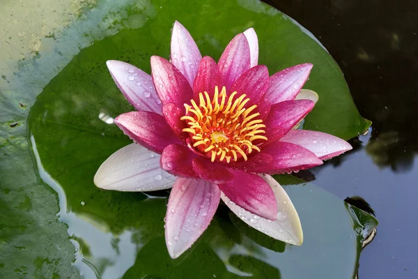 Pink Water Lily Flower Macro — Stock Photo, Image