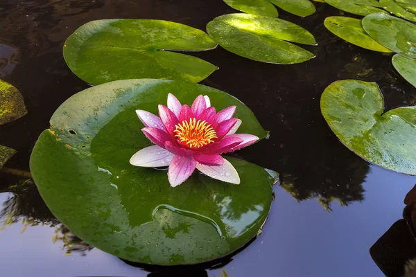 Pink Waterlily Flowers in Bloom — Stock Photo, Image