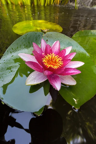 Pink Water Lily Flower Closeup — Stock Photo, Image