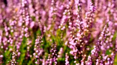 Heather çiçek pollinating bal arıları, yüksek çözünürlüklü odak bokeh dışında yaz sezonu 1080 p bulanık
