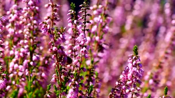 Alta definición de abejas melíferas polinizando flores de brezo con fondo borroso fuera de foco bokeh en la temporada de verano 1080p — Vídeos de Stock
