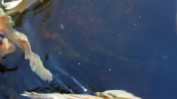 High definition closeup of large colorful Koi fish swimming in a pond in garden 1080p — Stock Video