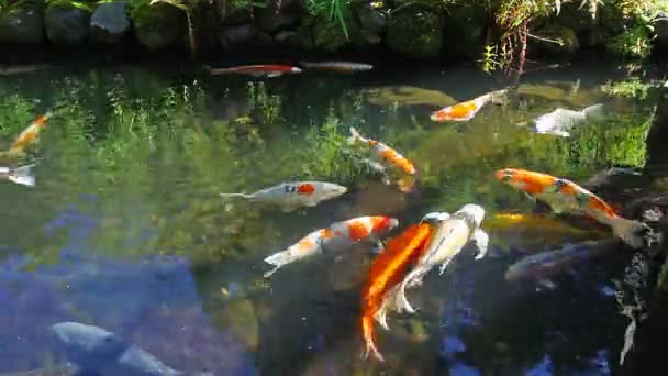 Haute définition de poissons Koi colorés nageant dans un étang dans le jardin 1080p 