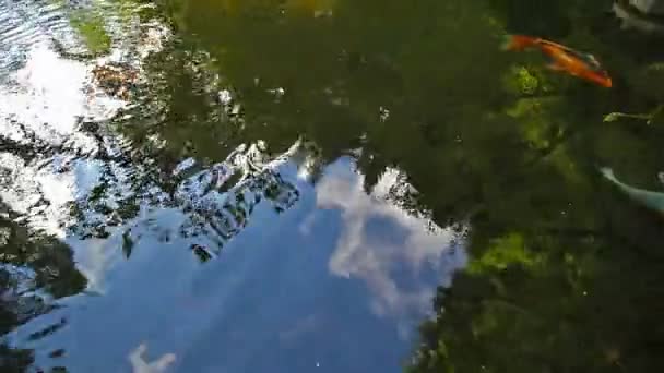 Film haute définition 1080p de grands poissons koï colorés nageant dans un étang avec réflexion de l'eau dans le jardin 1920x1080 hd — Video