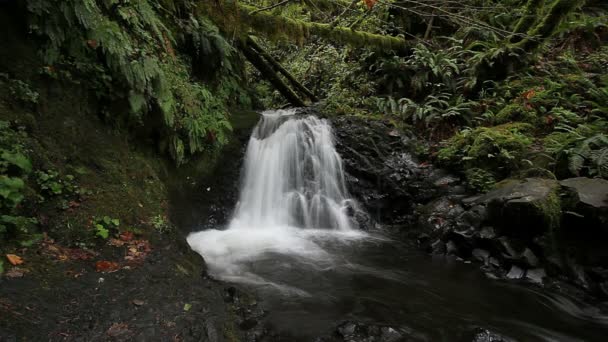 Long exposure water flowing of Shepperd's Dell Falls in Oregon along Columbia River Gorge with audio 1080p hd — Stock Video