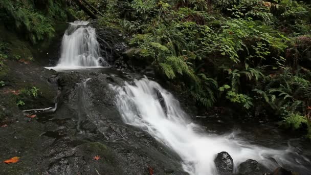 Filme de exposição longa de alta definição de Sheppard Dell Falls ao longo Columbia River Gorge em Portland Oregon 1080p — Vídeo de Stock