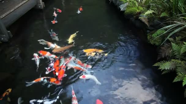 Gran grupo de coloridos peces Koi nadando en el estanque del jardín con plantas Película 10080p — Vídeo de stock