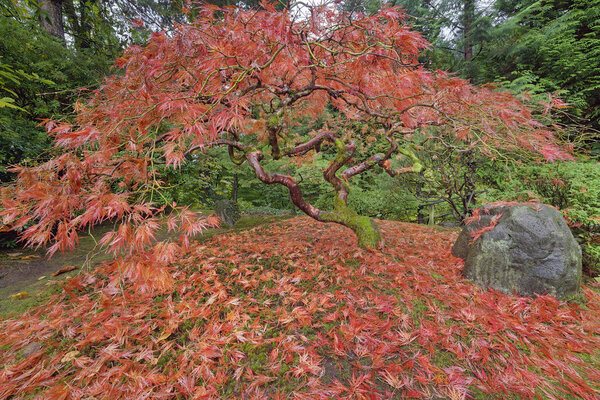 Japanese Maple Tree in Autumn