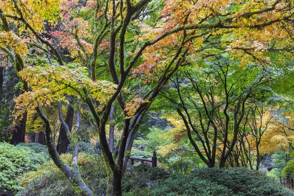 Cores de queda no jardim japonês — Fotografia de Stock