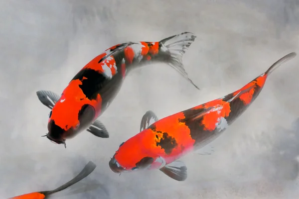 Calico Koi Fish Watercolor Illustration — Stock Photo, Image