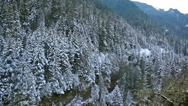 Płukanie film śniegu objętych zimozielonych drzew wzdłuż szlaków turystycznych na górze w Oregon piękne 1080p — Wideo stockowe