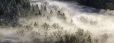 Oregon ormanda üzerinde haddeleme sis